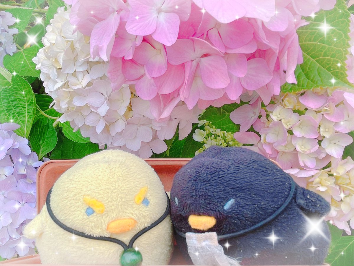 aya_s_aya_s's tweet photo. あじさい~🐥🐥💠 https://t.co/E253qEfedn