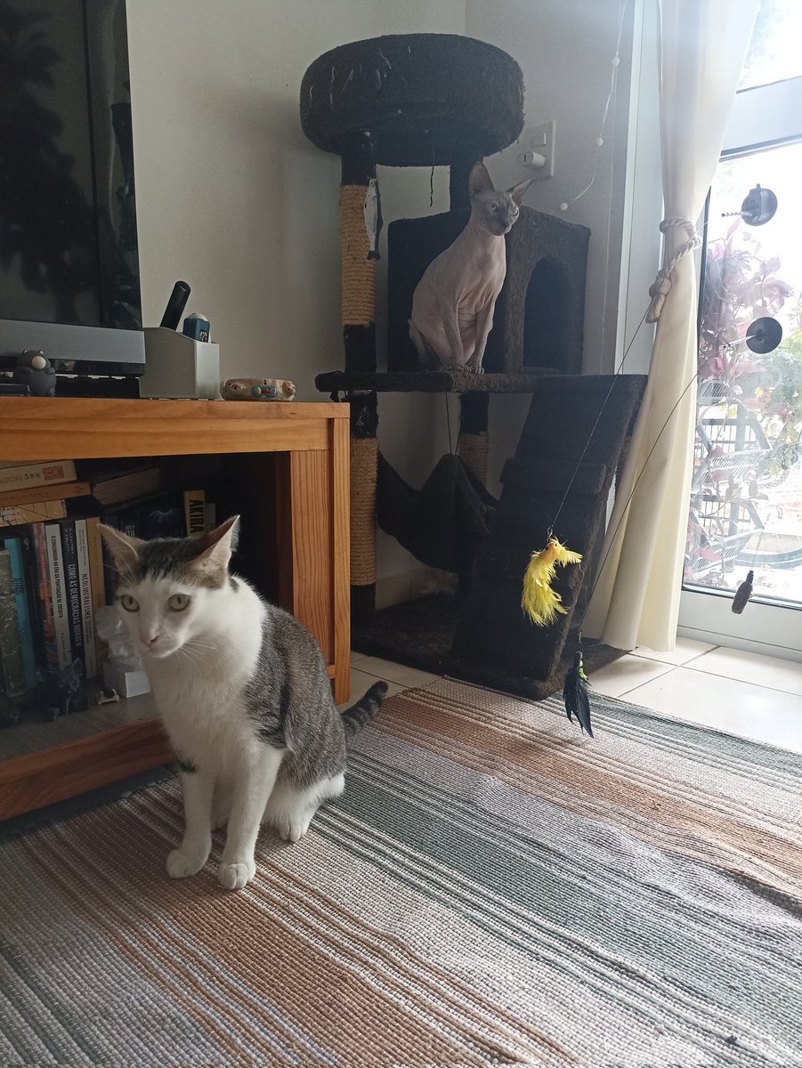 viniciuscu's tweet photo. Tour dos Gatos SP https://t.co/i6dc9b6JXW