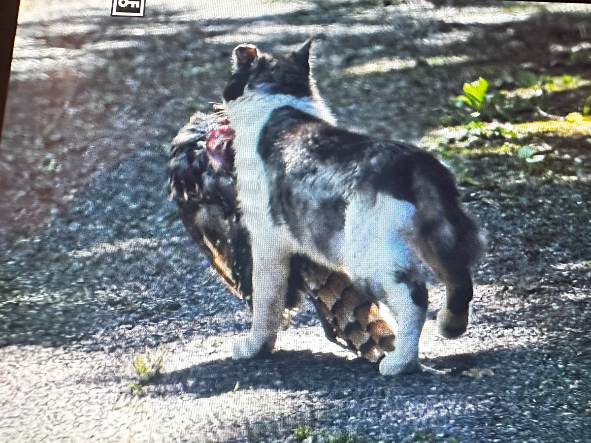 猫が室内飼育になりますように