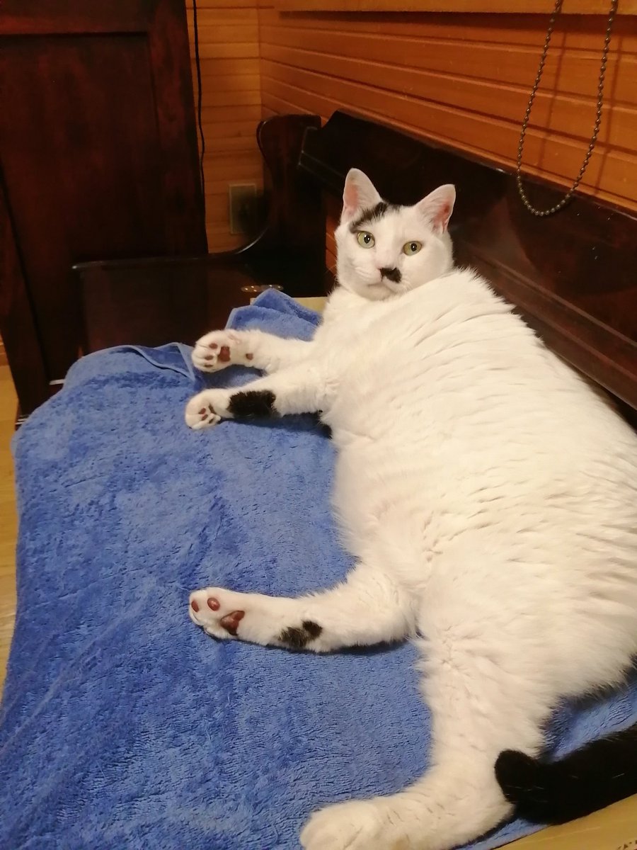 idasaku's tweet photo. 夜の猫🐈️ https://t.co/7di7yIHC3S