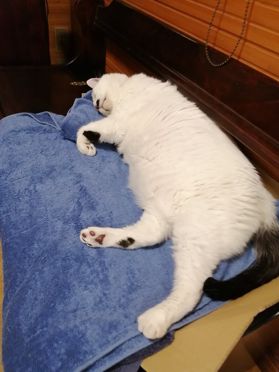idasaku's tweet photo. 夜の猫🐈️ https://t.co/7di7yIHC3S
