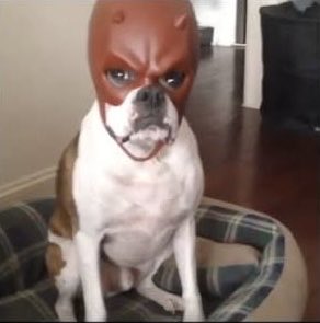 A_Large_Cat's tweet photo. @johnnyjohnny353 @Zero04203017 @prolifefrenchie https://t.co/BksQ8K8YcW