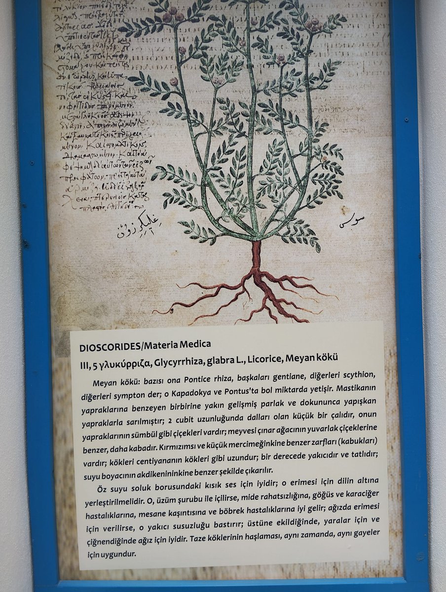Murat51761's tweet photo. DIOSCORIDES/Materia Medica
​III, 5 γλυκύρριζα, Glycyrrhiza, glabra L., Licorice, Meyan kökü
​Meyan kökü: bazısı ona Pontice rhiza, başkaları gentiane, diğerleri scythion, diğerleri sympton der; o Kapadokya ve Pontus'ta bol miktarda yetişir. Mastikanın yapraklarına benzeyen birbirine yakın gelişmiş parlak ve dokununca yapışkan yapraklarla sarılmıştır; 2 cubit uzunluğunda dalları olan küçük bir çalıdır, onun yapraklarının sümbül gibi çiçekleri vardır; meyvesi çınar ağacının yuvarlak çiçeklerine benzer, daha kabadır. Kırmızımsı ve küçük mercimeğinkine benzer zarfları (kabukları) vardır; kökleri centiyananın kökleri gibi uzundur; bir derecede yakıcıdır ve tatlıdır; suyu boyacının akdikenininkine benzer şekilde çıkarılır.

​Öz suyu soluk borusundaki kısık ses için iyidir; o erimesi için dilin altına yerleştirilmelidir. O, üzüm şurubu ile içilirse, mide rahatsızlığına, göğüs ve karaciğer hastalıklarına, mesane kaşıntısına ve böbrek hastalıklarına iyi gelir; ağızda erimesi için verilirse, o yakıcı susuzluğu bastırır; üstüne ekildiğinde, yaralar için ve çiğnendiğinde ağız için iyidir. Taze köklerinin haşlaması, aynı zamanda, aynı gayeler için uygundur.

Doğum yeri olarak Anavarza (antik adıyla Anazarbos) kabul edilir (bugünkü Adana–Kozan civarı). Bu yüzden “Anavarzalı hekim” diye anılır.
Kimdir?
MS 1. yüzyılda yaşamış bir hekim ve bitkibilimci (farmakolog)
Roma ordusunda görev yapmıştır (askerî hekimlik yapmıştır)
En ünlü eseri: “De Materia Medica”
Yüzyıllar boyunca Avrupa ve İslam dünyasında temel tıp-bitki kitabı olarak kullanılmıştır
Önemi
Modern farmakolojinin en erken sistemli kaynaklarından biridir
Yüzlerce bitki, mineral ve hayvansal maddeyi tedavi amaçlı sınıflandırmıştır