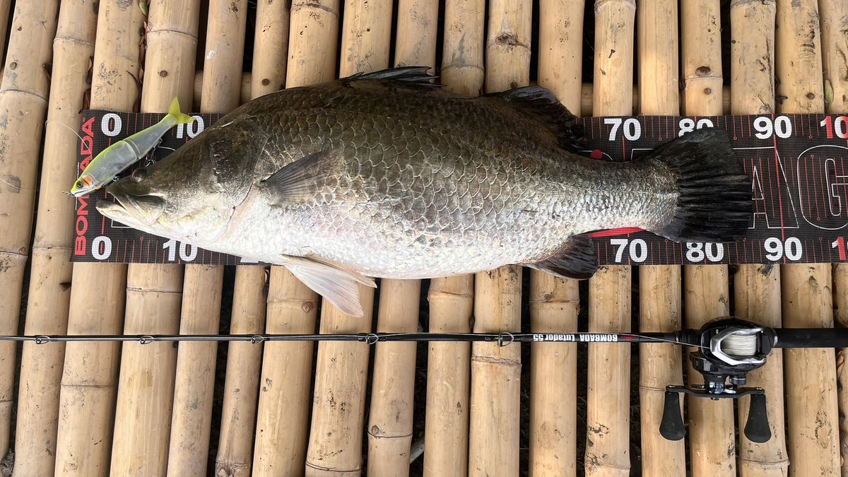 BTFCBKK's tweet photo. Wild Barramundi Boos Size  22lb At Salt Water pOnd !!!
Rod : Bimbada Lutador 55
Lure : Gancraft Joitedclaw 178 #bombada #Ganceaft #bestthailandfishingcharter #fishingguide #btfc https://t.co/wtO3zRLfSw