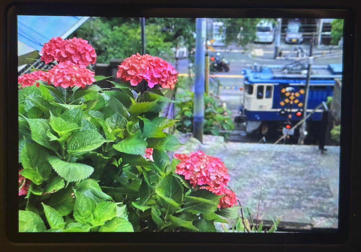 myfavoELis65's tweet photo. 紫陽花 https://t.co/eTRq81xqJY