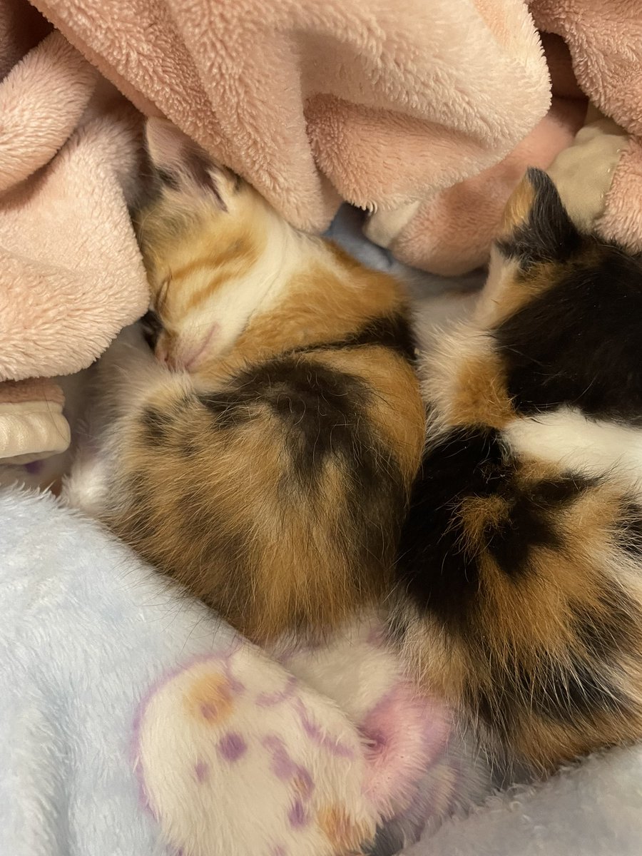 ddshionbb's tweet photo. かわいすぎる仕事やめれそう https://t.co/Pqr5Um2vDy