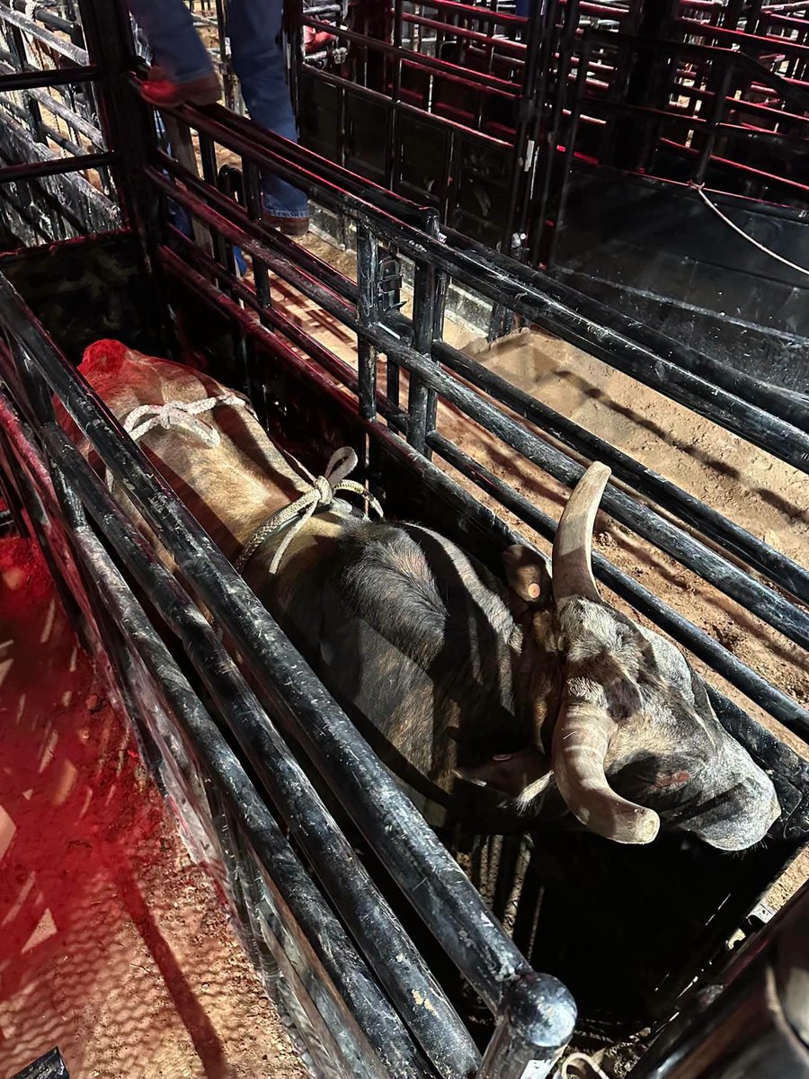 xbillc's tweet photo. @xbillc  
It's Saturday 
Y'all Enjoy Your Saturday 
Stay Safe Stay Strong 
God Bless Our Bucking Bull Family 
Bucking Bulls Matter Amen 
🦬🤠🦬🤠🦬🤠🦬🤠🦬🤠🦬🤠🦬🦬🦬 https://t.co/gI3aJK49hS