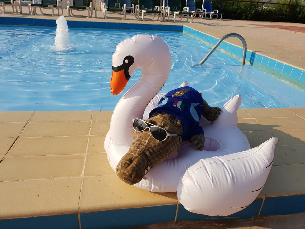 ElvisAlligatori's tweet photo. I really miss @ImThomasGibson I've kept cousin Gary away from South Carolina... Hazel is safe 🐊💗👨🏻‍💼🛫🕜 I take it you are supporting the home team? 🐊⚽️ I'll bring my own pizza and hang out by the pool... keep y'all safe. https://t.co/iJpJ03sQi3