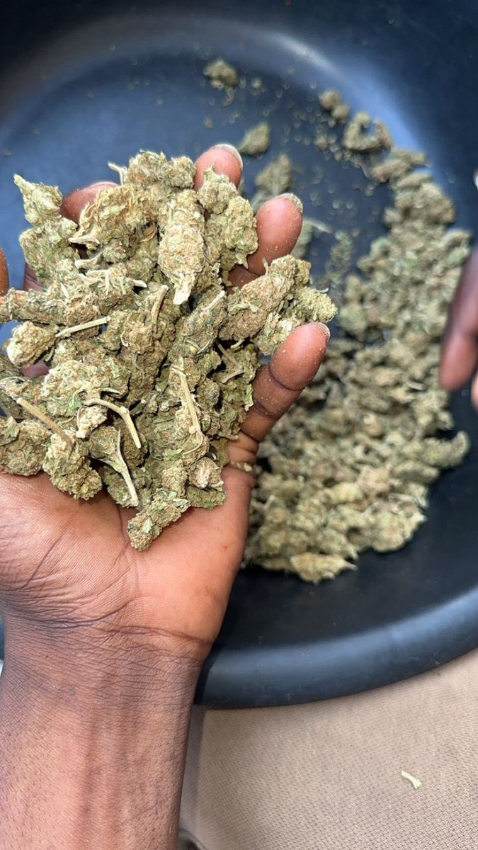 shitgotreal07's tweet photo. Fresh Scottish ready for order ✅
Tap in 📥 to order 
Fast delivery 🚚 
@HIGHLIFEKUSH 
@BD_Bucksdream 
@broccoliboygreg https://t.co/Gzm5623hGu