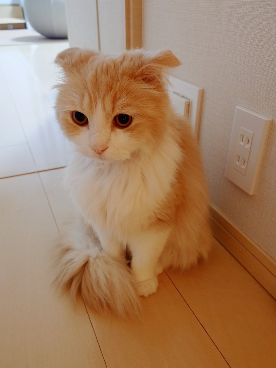 marotrain's tweet photo. 今...明日病院って聞こえたですぅ...

| 'ᢦ' )そう、明日はFIP治療2ヶ月目評価
#FIP #耳ピコン https://t.co/FZZrAYRPJr