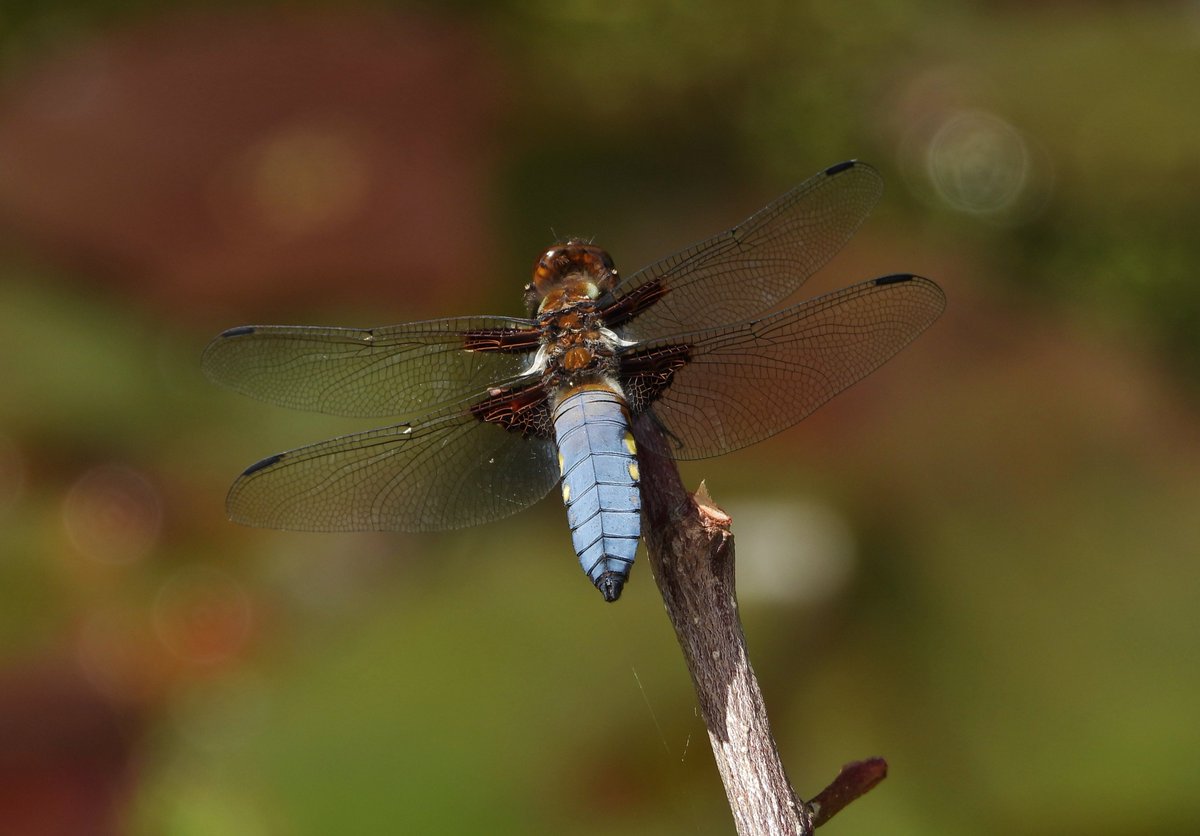 CRCuthbert's tweet photo. Dragons and Damsels from my Suffolk garden pond on a sunny day in early June 2026... Four-spotted Chaser (in close up), Broad-bodied chaser (male) and Banded Demoiselle (male)
@BDSdragonflies @suffolkwildlife https://t.co/MZXmaanP2X