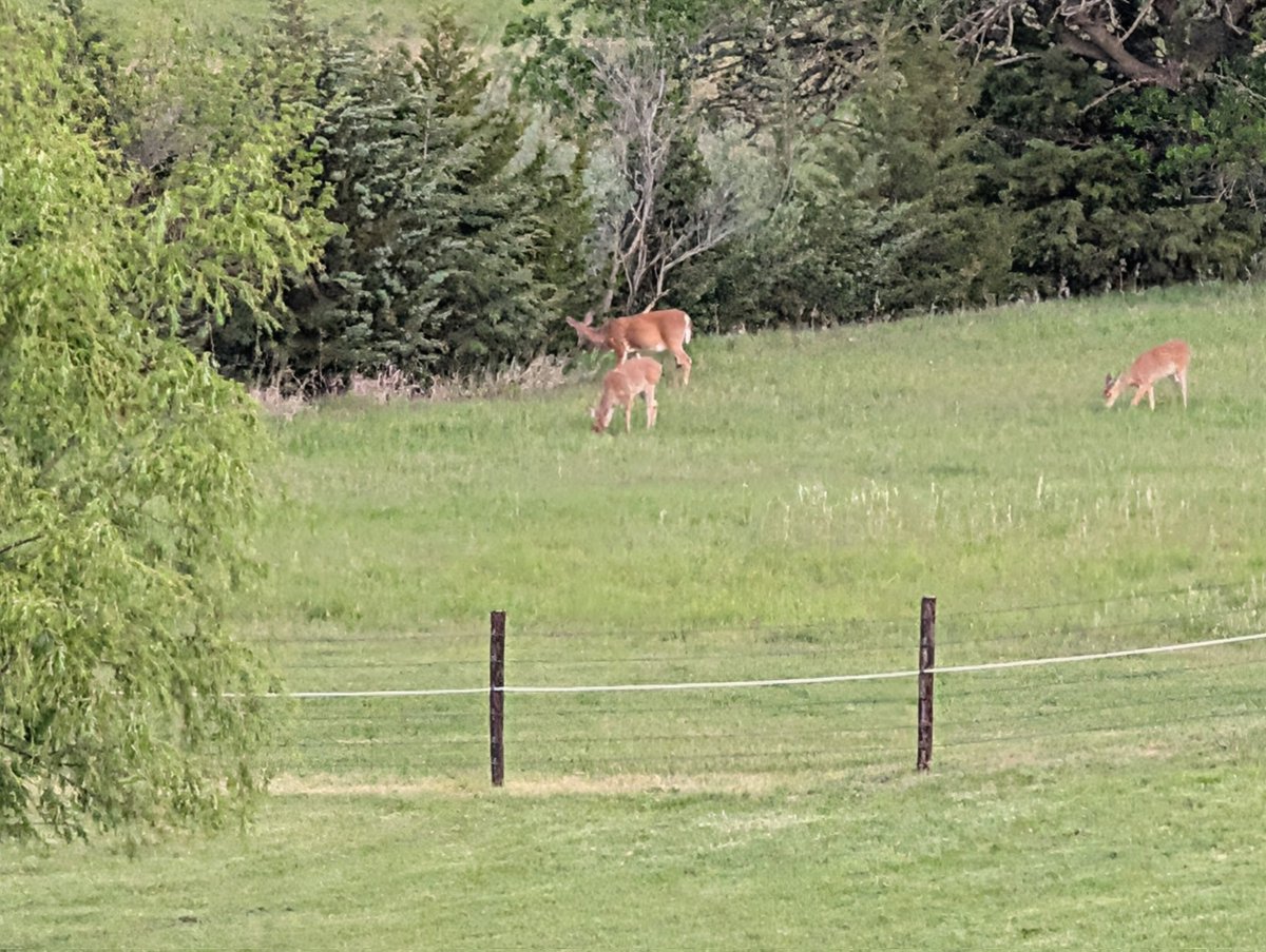 DocBohn's tweet photo. Good morning

#GoodMorning #whitetail #deer https://t.co/tqTpSGzBU0
