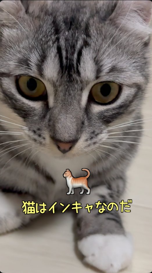 2rubR6's tweet photo. 猫はインキャなのだ【ずんだもん猫】 https://t.co/vyEOySNKgW @YouTubeより https://t.co/bxNCnrF97w