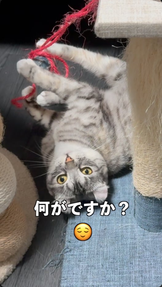 2rubR6's tweet photo. 猫はインキャなのだ【ずんだもん猫】 https://t.co/vyEOySNKgW @YouTubeより https://t.co/bxNCnrF97w