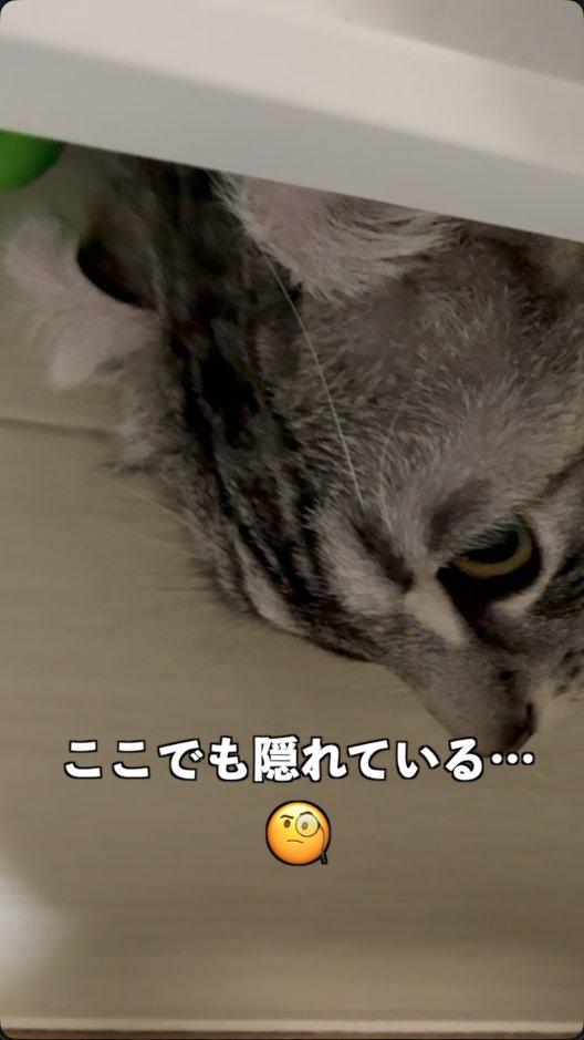 2rubR6's tweet photo. 猫はインキャなのだ【ずんだもん猫】 https://t.co/vyEOySNKgW @YouTubeより https://t.co/bxNCnrF97w