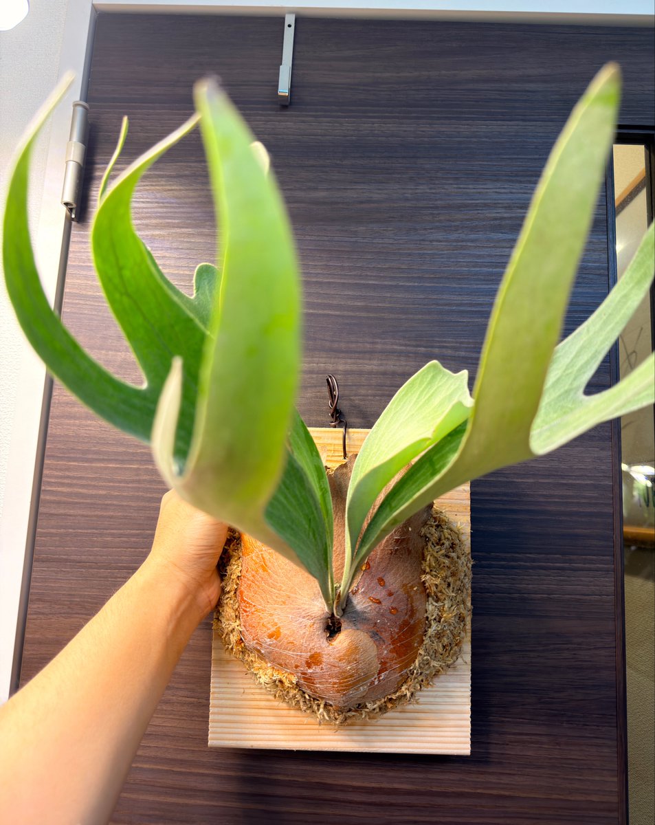 66Camera1104's tweet photo. P. FSQ（vp♯2)'DeLaRocha’
苔増し板替え

水やりの時に落として最後の胞子葉をちょっと傷つけてしまった。貯水葉ターン来たのでお引越しです。
#ビカクシダ
#DeLaRocha https://t.co/JYig7Ksm5s