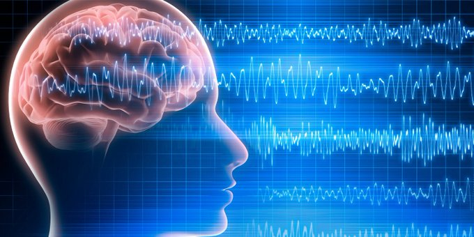 OwenGregorian's tweet photo. Brainwaves reveal two different biological roots for psychopathic behavior | Karina Petrova, PsyPost

Different psychopathic personality traits change how the brain allocates attention and processes emotions. Research published in the journal BMC Psychology shows that traits like boldness alter focus, while traits like meanness blunt emotional reactivity to distressing images. These distinct mechanisms offer a more nuanced view of the biological roots of psychopathic behavior in the general population.

Psychopathy is not a single, uniform condition. Psychologists often describe it as a collection of distinct personality characteristics that appear to varying degrees in everyday people. The widely used triarchic model divides these characteristics into three main categories, which include boldness, meanness, and disinhibition.

Boldness involves social dominance, emotional resilience, and a lack of fear. Meanness is characterized by a lack of empathy, a tendency to exploit others, and callousness. Disinhibition describes impulsive behavior, irritability, and difficulty regulating urges.

Researchers have debated the underlying causes of these traits. One well supported theory suggests that psychopathic behavior comes from a basic emotional deficit. Under this idea, the brain fails to generate normal feelings of fear or empathy due to underactive sensory regions.

Another theory proposes an attentional bottleneck. This concept suggests people with psychopathic traits focus so intensely on a goal or a primary stimulus that they fail to process secondary information. Overactivity in the prefrontal cortex might drive this intense focus, causing the person to ignore peripheral threats or another individual’s distress.

This line of research aligns with modern scientific frameworks that view mental health conditions as spectrums rather than strict categories. The National Institute of Mental Health encourages studying how these traits manifest in the general community. By looking at mild versions of these traits, scientists hope to uncover the basic biological circuitry that drives behavior before it reaches a clinical or criminal threshold.

To test these competing ideas, Ting-Fang Soong, a neuroscience researcher at Erasmus Medical Center, organized a study with a team of collaborators in the Netherlands and Australia. The group wanted to see if specific brain responses could separate attentional deficits from emotional deficits. They aimed to map these responses to the distinct traits of boldness, meanness, and disinhibition.

Soong and the research team recruited 115 healthy adults for the experiment. The participants did not have criminal backgrounds or clinical psychiatric diagnoses. Assessing a community sample allowed the researchers to study how psychopathic traits function along a normal spectrum.

Participants first completed self-report surveys to measure their levels of boldness, meanness, and disinhibition. They also filled out questionnaires to gauge their general capacity for cognitive, affective, and somatic empathy.

The researchers then had the participants view a series of positive, negative, and neutral images on a smartphone mounted on a stand in front of them. The negative images included distressing scenes like victims of injury, while positive images included cute animals.

While viewing these images, participants occasionally heard a loud burst of white noise delivered through headphones. This noise acts as a startle probe. In human beings, a sudden loud sound triggers an involuntary defensive blink managed by basic survival circuits in the brain.

To measure this reflex continuously, the researchers used a smartphone application called BlinkLab. The software tracked facial landmarks through the phone’s front facing camera and calculated the exact intensity of each participant’s startle blink.

At the same time, participants wore caps lined with electrodes to record electrical brain activity. The researchers monitored specific brainwave patterns known as event-related potentials. One pattern indicates a shift in involuntary attention, while another pattern reflects prolonged emotional processing.

By presenting the loud noise at different intervals after an image appeared, the scientists could track how attention and emotion shifted in real time. They triggered the noise at 50, 700, and 4500 milliseconds after the image showed up on the screen.

The results revealed that separating psychopathic traits connects them to entirely different brain responses. The researchers found support for both the emotional deficit theory and the attentional bottleneck theory, depending on the specific trait being evaluated.

For example, boldness was associated with a strong attentional bottleneck, particularly in male participants. When men with high boldness scores looked at negative images, their brains showed an exaggerated spike in the attention related brainwave at the 700 millisecond mark.

At this fraction of a second, the brain is usually highly engaged in processing the visual scene. The intense focus meant these individuals directed fewer mental resources to the sudden loud noise.

This finding suggests that bold individuals do not necessarily lack the biological hardware to process threats. Instead, their attention becomes highly fixated on what is right in front of them. This limits their ability to register other things happening in their environment.

Meanness, by contrast, lined up closely with the emotional deficit theory. Participants with high meanness scores reported lower levels of both affective and somatic empathy on their initial surveys. During the experiment, they showed a muted startle blink when looking at negative images, specifically at the 4500 millisecond mark.

Typically, looking at a distressing image for several seconds primes the human nervous system to be on guard. This usually results in a much harder protective blink when a sudden noise occurs. The lack of this heightened reflex in people with high meanness indicates a blunted physiological reaction to distressing situations.

When participants scored high in both boldness and meanness, they also showed weaker brainwave responses associated with processing complex emotions. This suggests that the two traits can combine to suppress empathic responses even further.

The third trait, disinhibition, did not show any relationship to the emotional or attentional biological markers measured in this experiment. The researchers suggest disinhibition might be driven by different neural mechanisms related to impulse control rather than fundamental shifts in fear processing or visual attention.

The study relies on a relatively specific experimental setup, which presents certain limitations. The image database used to elicit emotions contained distressing visual content, but it did not feature extreme, direct threat scenarios. Using highly threatening imagery might have produced greater variation in the startle reflexes.

The researchers also noted that repeatedly using a loud noise could create an anticipatory effect among the participants. After several trials, subjects might have started to expect the startle probe. This anticipation could alter how their brains allocated attention at the later time intervals.

Future projects will need to broaden the scope of the testing environments. The researchers recommend testing these concepts in larger groups to better understand potential differences between men and women. They also plan to see if these patterns hold up in clinical populations, such as individuals diagnosed with severe personality disorders.

Understanding the biological roots of these traits could eventually help psychologists design better early interventions. If a person’s antisocial behavior stems from an attentional bottleneck, treatment might focus on cognitive therapies that broaden their awareness. If the behavior stems from an emotional deficit, therapeutic methods could target emotional pathways instead.

Read more:

https://t.co/8CLblJTbwO
