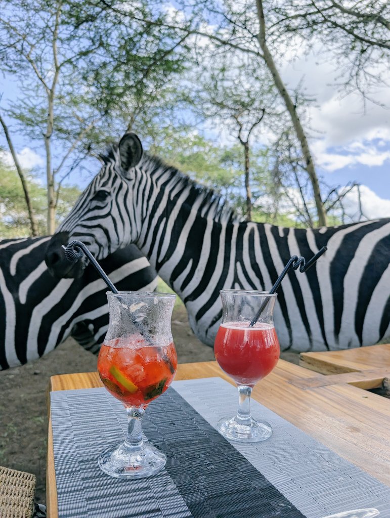 ms_mutegi's tweet photo. If you want a serval experience at slightly lower prices, try Aya Sophia Wildlife.

@QueenOlwala @MissMatasi @Val_Valll0 https://t.co/7kzc97ECIO