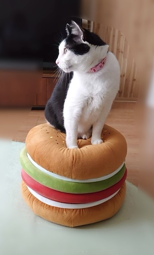 ARuRu225's tweet photo. 休憩中に送られてきた写真が可愛過ぎるので見て欲しい😭💕
これが見たくて🍔にしたまである
#sacri #おやすみベーカリー https://t.co/AycX3vQ96h