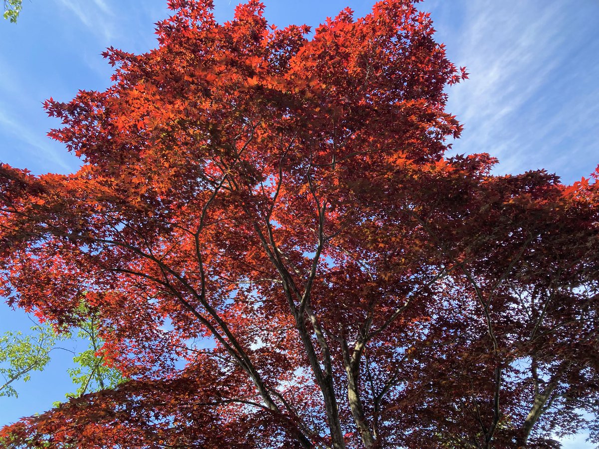 紅葉