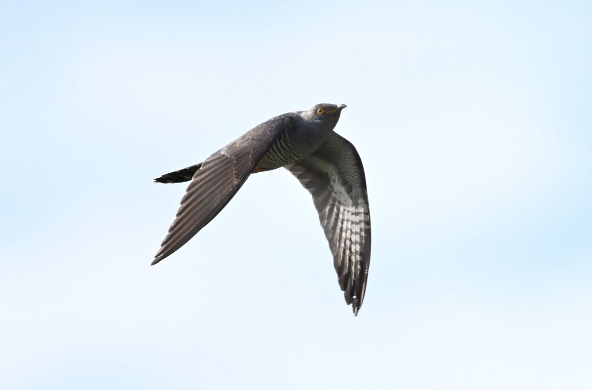 bri66thomp's tweet photo. Cuckoo's at CVL this morning @bristolbirding https://t.co/2WIYYVt1Qr