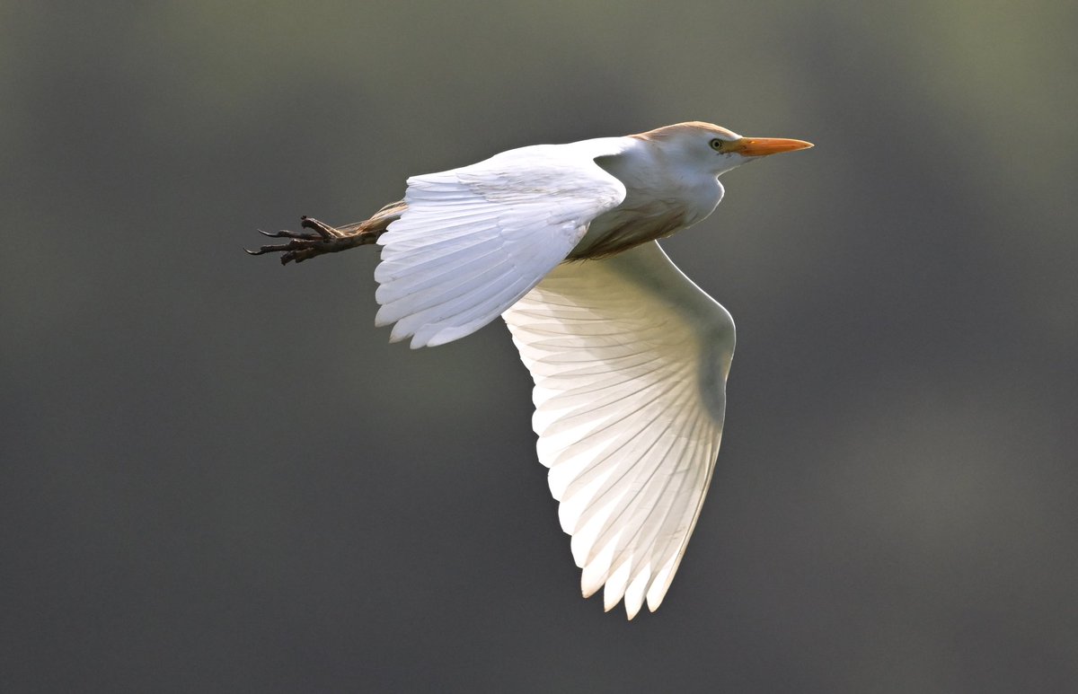 bri66thomp's tweet photo. Cattle Egret Flyby at Stratford hide CVL when the rain eased up a little. @bristolbirding https://t.co/w1wOr56UoZ