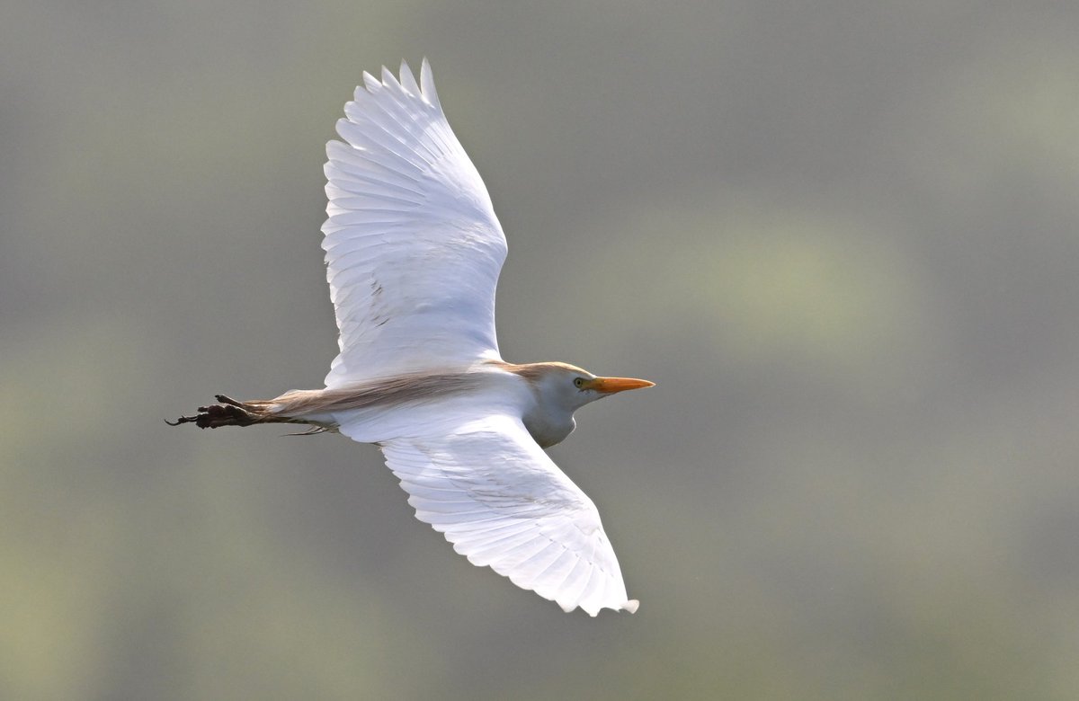 bri66thomp's tweet photo. Cattle Egret Flyby at Stratford hide CVL when the rain eased up a little. @bristolbirding https://t.co/w1wOr56UoZ