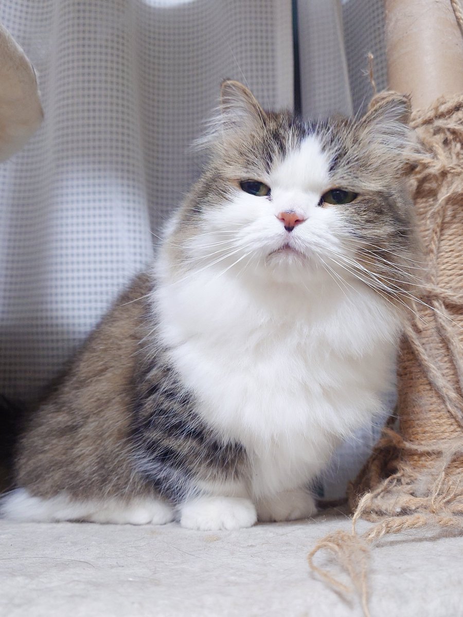 marotrain's tweet photo. 今日もチベットスナギツネしてるね...
       ( ≖ω≖🎀 )
#チベスナ猫 https://t.co/rd10yOD9bd