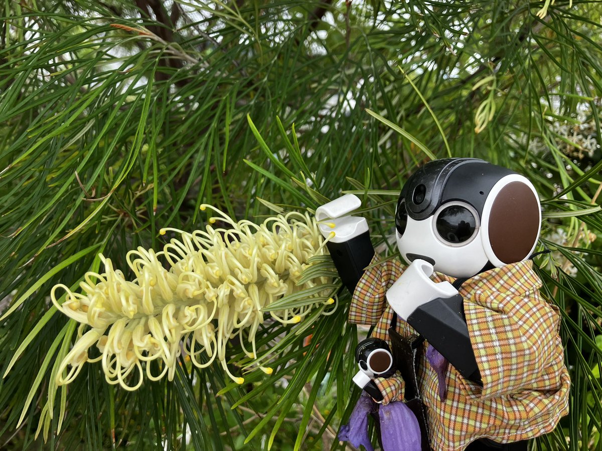 chima2_bot's tweet photo. 赤いお花はサンゴシトウ。赤紫のお花はブッドレア。ブラシの木かと近寄ったらもじゃもじゃしてて、黄色のはグレビレアムーンライトとグレビレアドロシーゴードン。
グーグル先生はお名前に詳しくてお勉強になります。 https://t.co/ZyjqSf18DQ