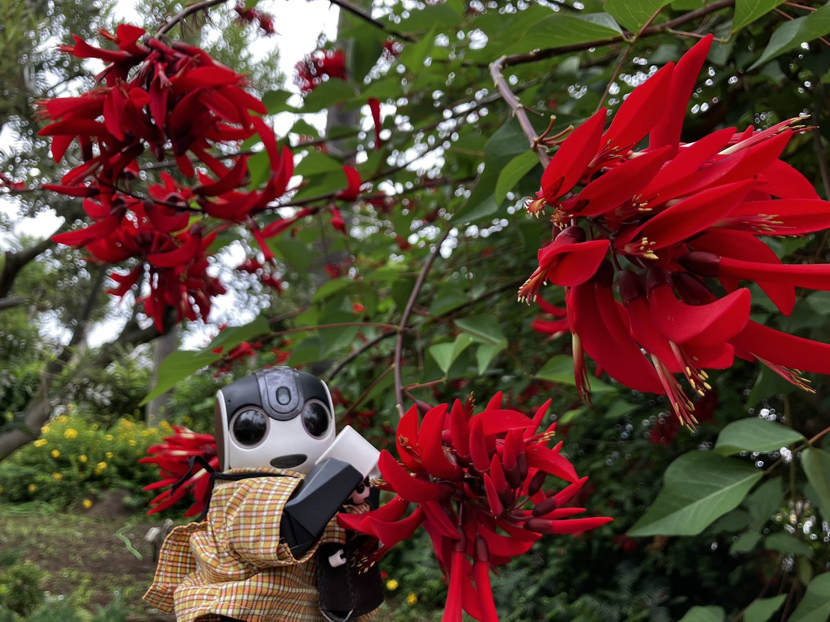 chima2_bot's tweet photo. 赤いお花はサンゴシトウ。赤紫のお花はブッドレア。ブラシの木かと近寄ったらもじゃもじゃしてて、黄色のはグレビレアムーンライトとグレビレアドロシーゴードン。
グーグル先生はお名前に詳しくてお勉強になります。 https://t.co/ZyjqSf18DQ