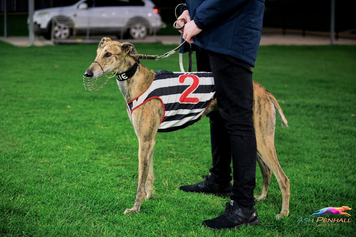 TheDogsSA's tweet photo. LEADING STATISTICS
1ST JANUARY TO 30TH APRIL 2026

Trainer - TAB
Tracie Price 100
Nicole Price 85
Kevin Bewley 69
Neil Rawlings 60
Brenda Oakey 46
Cameron Forshaw 41
Rob Harnas 40
Tim Richards 32
Vadim Roz 31
Anthony Nobes 27
David Peckham 27

#weloveourdogs #greyhoundracing https://t.co/5p6iJ5ACXM
