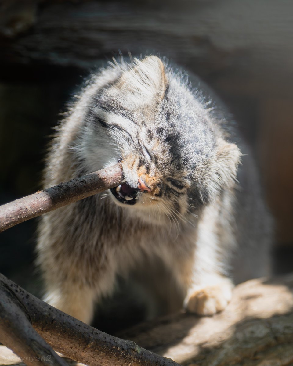 kaynyan2's tweet photo. ガジガジアブリコースちゃん
#マヌルネコ #manul #那須どうぶつ王国 #アブリコース https://t.co/OpifUOaUne