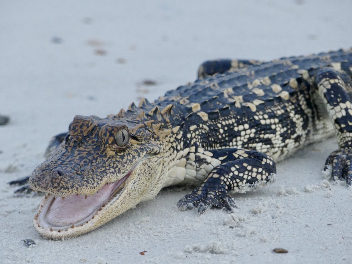 Caprese's tweet photo. Happy Birthday! This young gator appears to be smiling in your honor. Amelia Island, FL. https://t.co/lXYG1gMdVY
