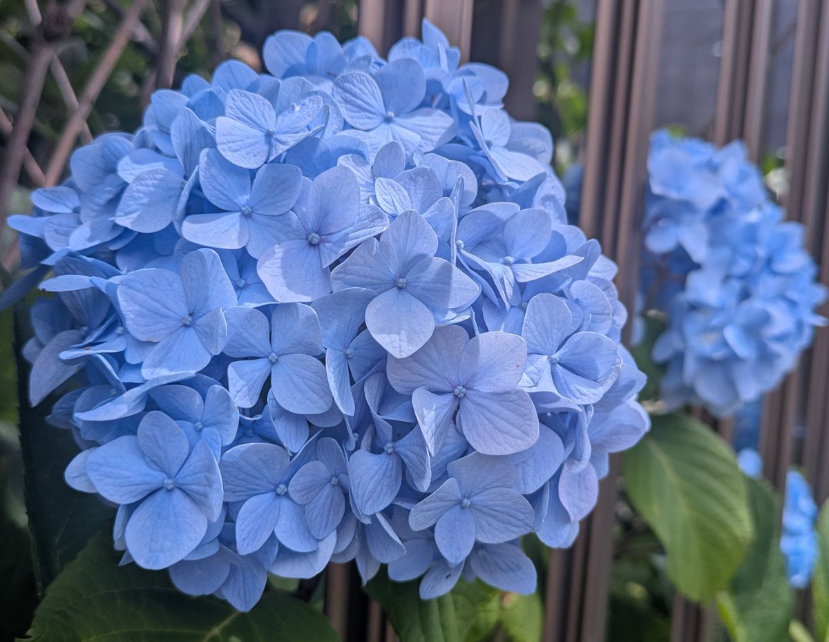Ten_uncafe's tweet photo. この時期は紫陽花が綺麗✨️
紫陽花は日本が原産らしく海外で品種改良後に逆輸入されたものもあわせ現在の花たちのようです☺
なお有毒でもあり、切り花の際は口に入れないよう注意が必要とのこと！
花言葉は辛抱強さ、家族団らん、和気あいあい☺
優しい色に癒されます🌼

#天運カフェ https://t.co/aXf9ffvZNY