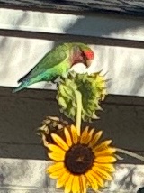 markdavid1230's tweet photo. @realssullivan I’m not a photographer but one of three gray parrots here love the sun flowers planted for them!!!!! Must be the head of the pecking order! https://t.co/S6pzo1zj7K