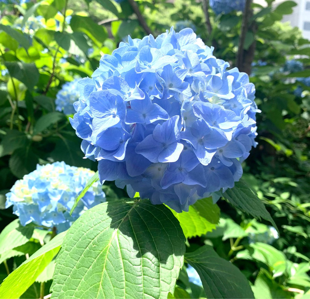 aazu__ree's tweet photo. したぴのお誕生日が紫陽花の日でなんとなく嬉しい。ケーキ食べそこねたので金沢でいただいたお刺身。おめでとうございます💐 https://t.co/t06HD5663L