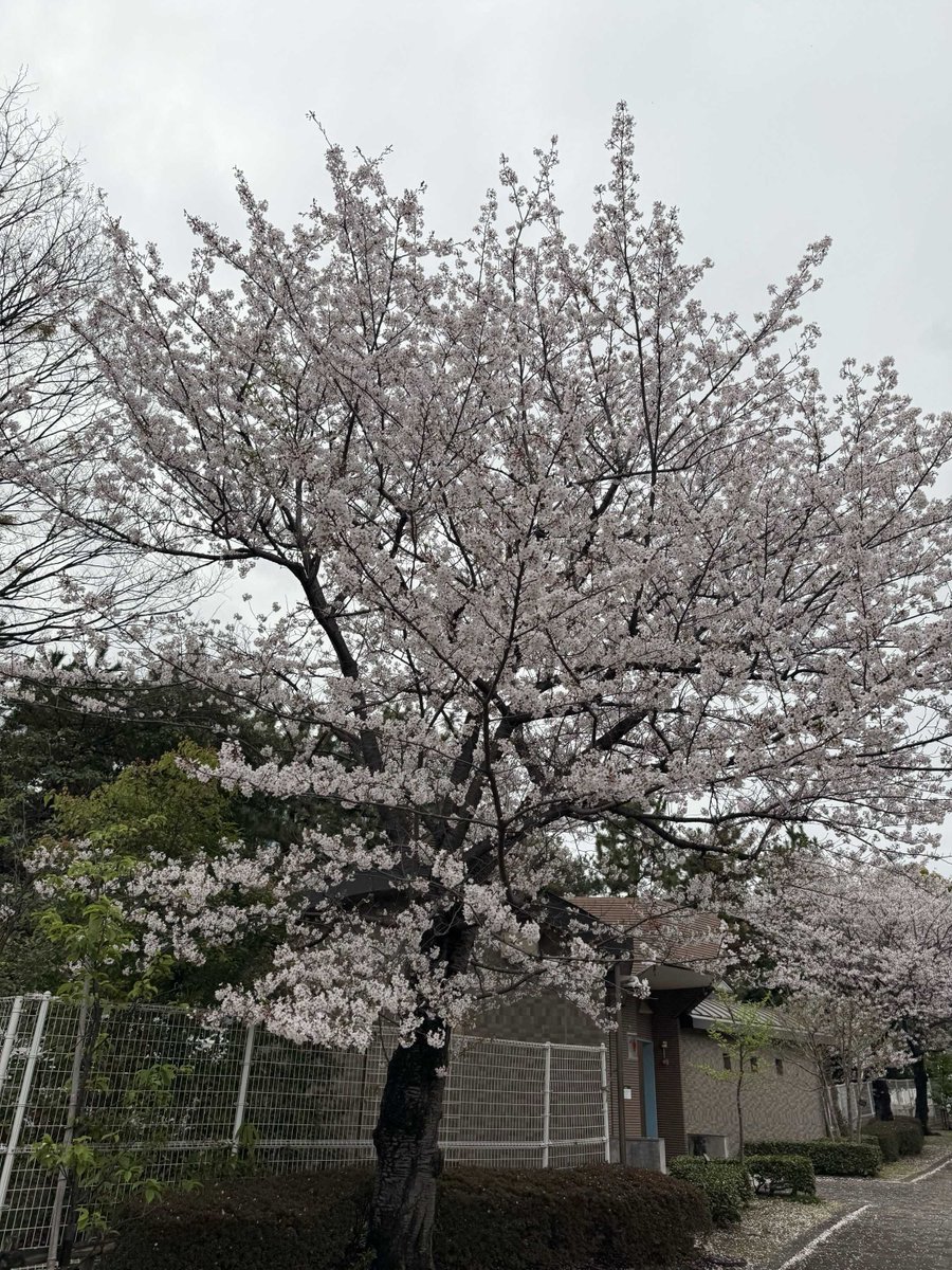 asqakura's tweet photo. Have you seen the cherry blossom this year? https://t.co/Pr3aefeXSg