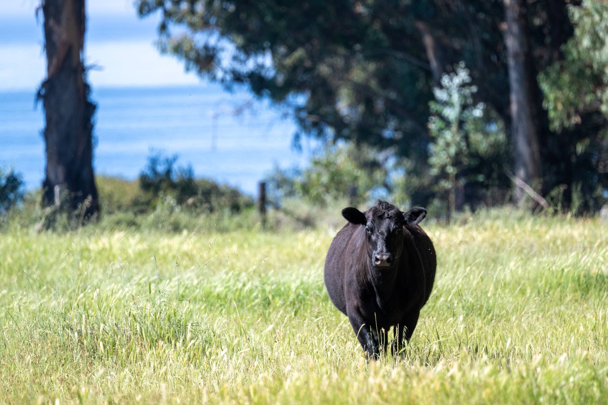 countyofsb's tweet photo. A quiet field, an ocean breeze, and a curious friend to share the morning with. 
Where do you find peace in Santa Barbara County? Let us know in the comments. 🔽 https://t.co/SWM6ObHnEQ
