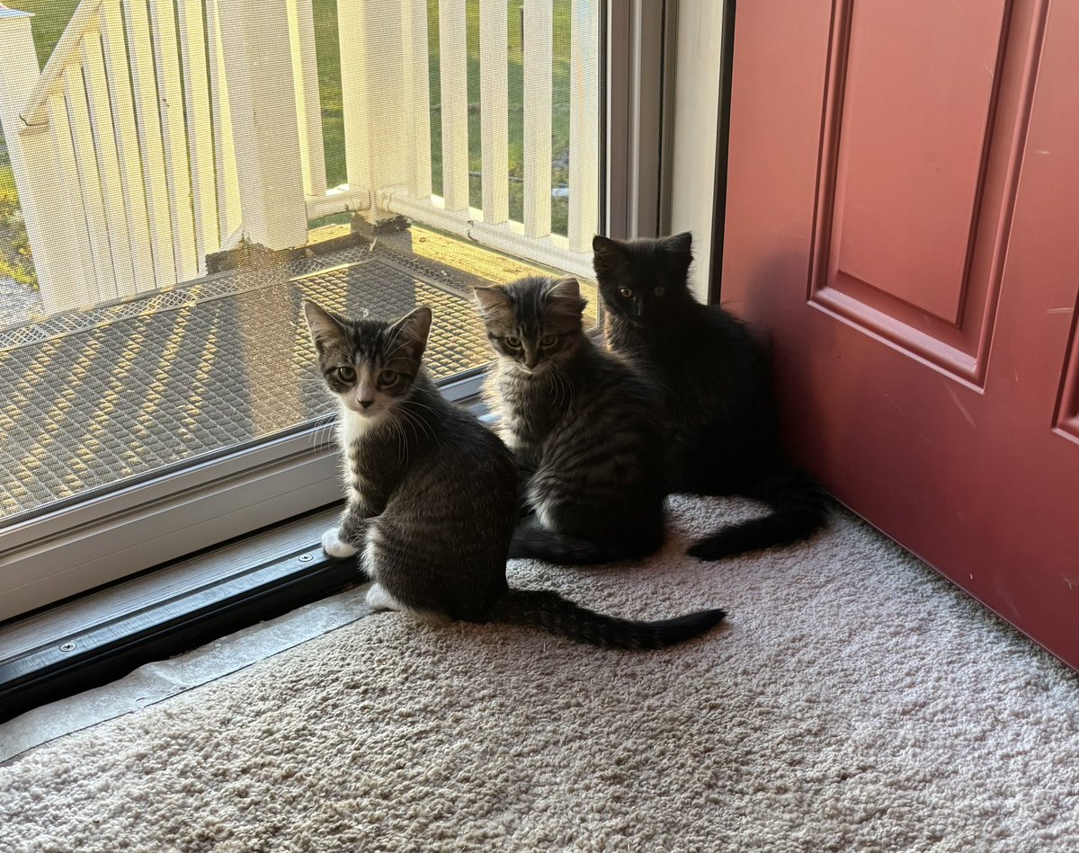 TheShakermaker0's tweet photo. #Caturday https://t.co/8n3vYl9Go6