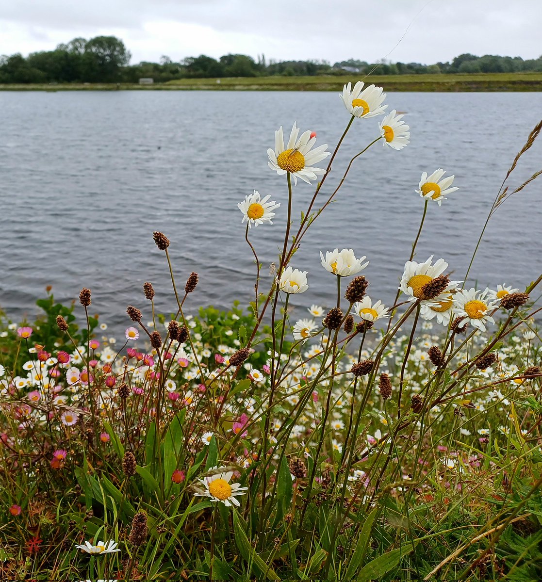 reescb's tweet photo. Different weather from 2 weeks ago at Lisvane and Llanishen Reservoirs, Cardiff,  but still enjoyable. https://t.co/FWyIZuPyqs