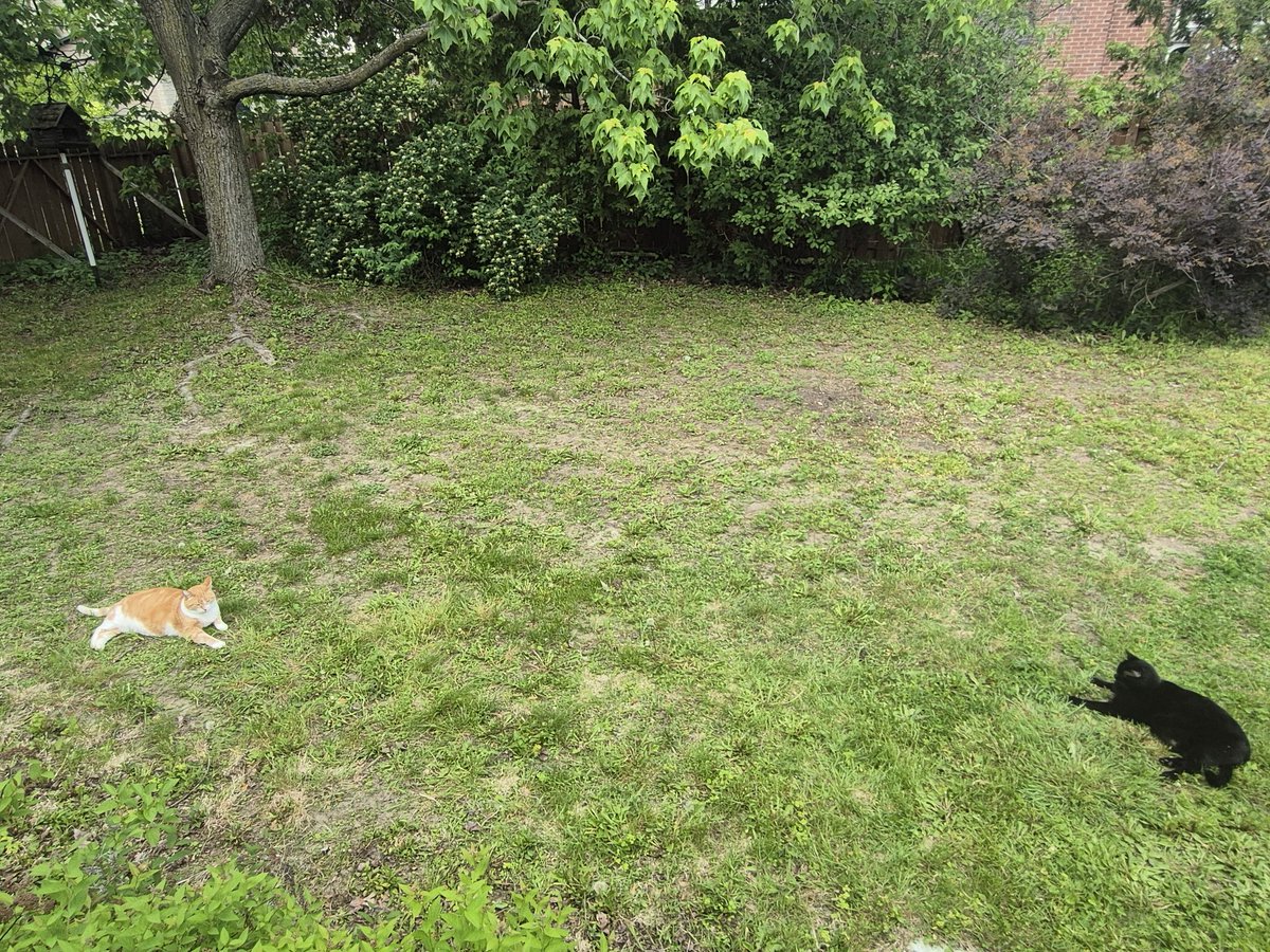 KarynCurtis21's tweet photo. Happy #Caturday from Ginger and KitKat, who are practising their NY library Patience and Fortitude pose🐈🐈⬛ https://t.co/JKmc8lEgH1