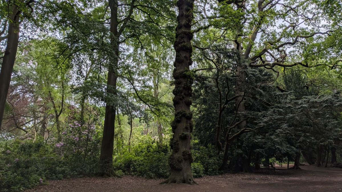 CORE__ELEMENT's tweet photo. We were recently at our new site to take some measurements, and we figured we'd show you some pictures of our various locations on site!
Can you imagine the vibes? The way the forest will be illuminated at night? We can!β¨π³
Tickets still on sale! - Link in bio!
#CoreElement https://t.co/gTqw4VENQJ
