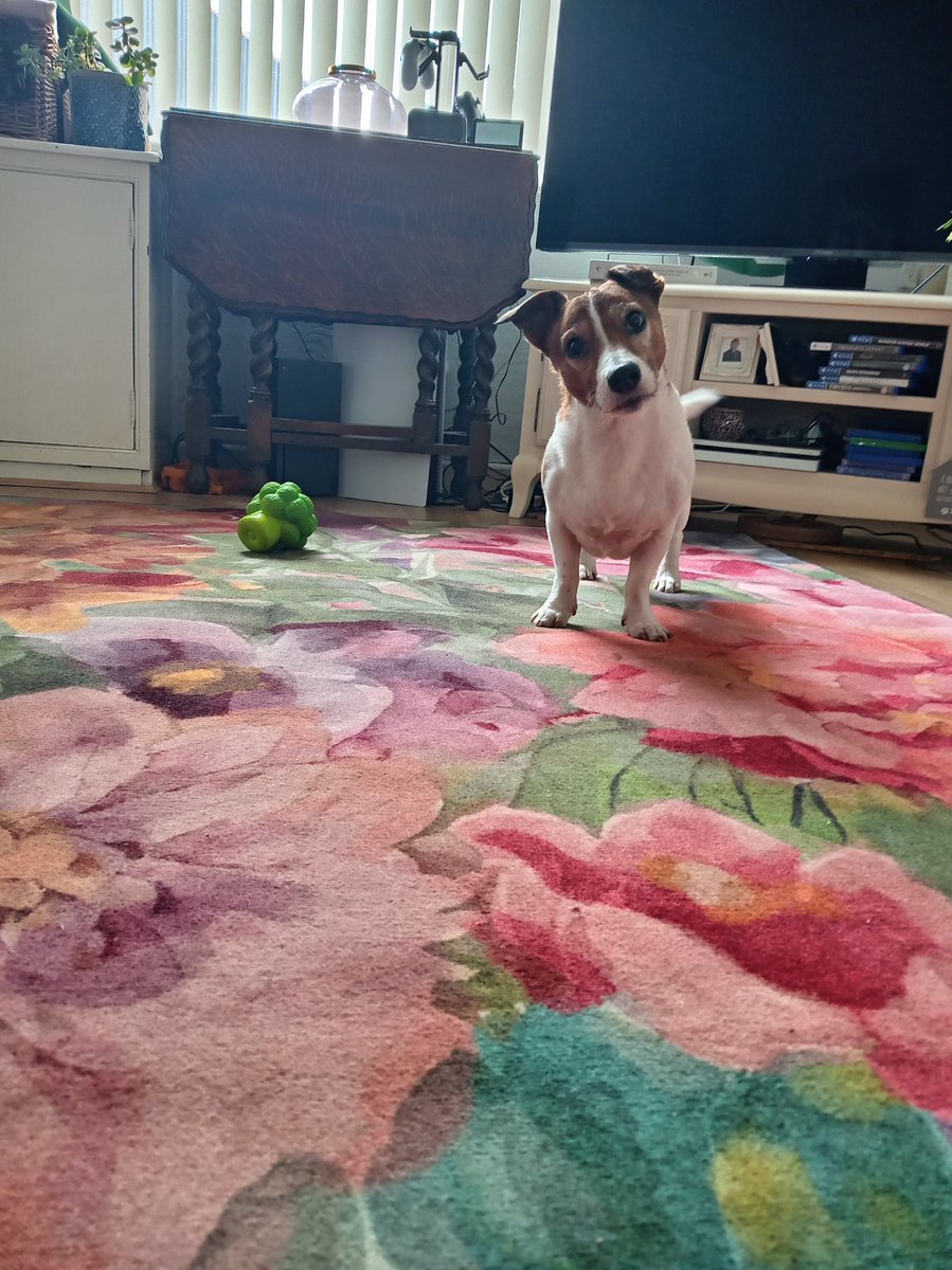 Caraara's tweet photo. The pup has a new toy 🥦  🐶 https://t.co/AMc5x0C6rQ