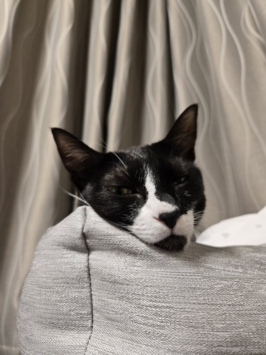 yuultimaff14's tweet photo. ｽﾔｧ🐈‍⬛💤
＃ff14 ＃ららふぇる #ねこすきー https://t.co/jaepeu0CH0
