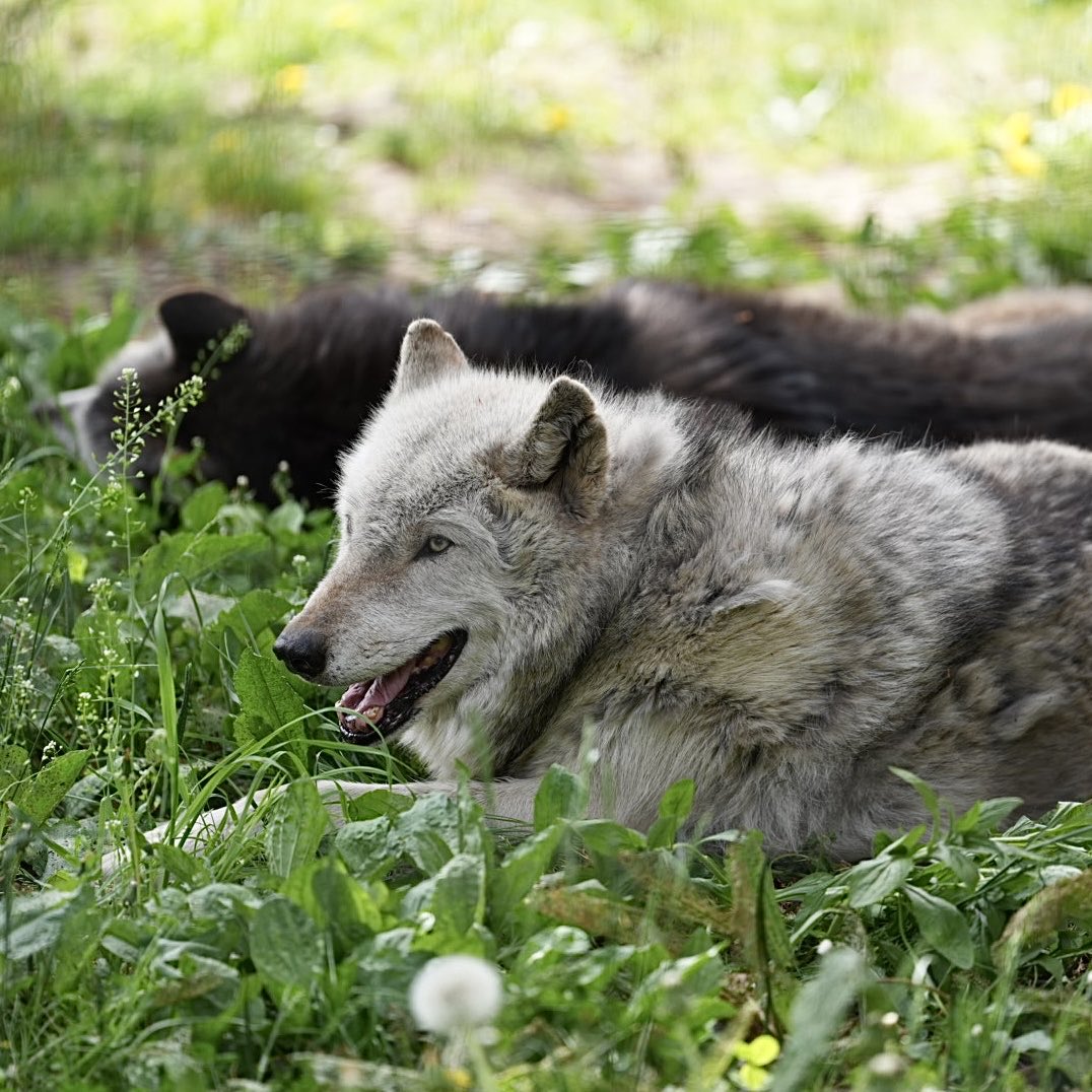 Zk5Gb's tweet photo. 群れで暮らすオオカミ
ワッカとノチウは仲良しですね🐺🐺
2026.05.24
#旭山動物園
#シンリンオオカミ
#ワッカ
#ノチウ https://t.co/Bqd3VnrzRk