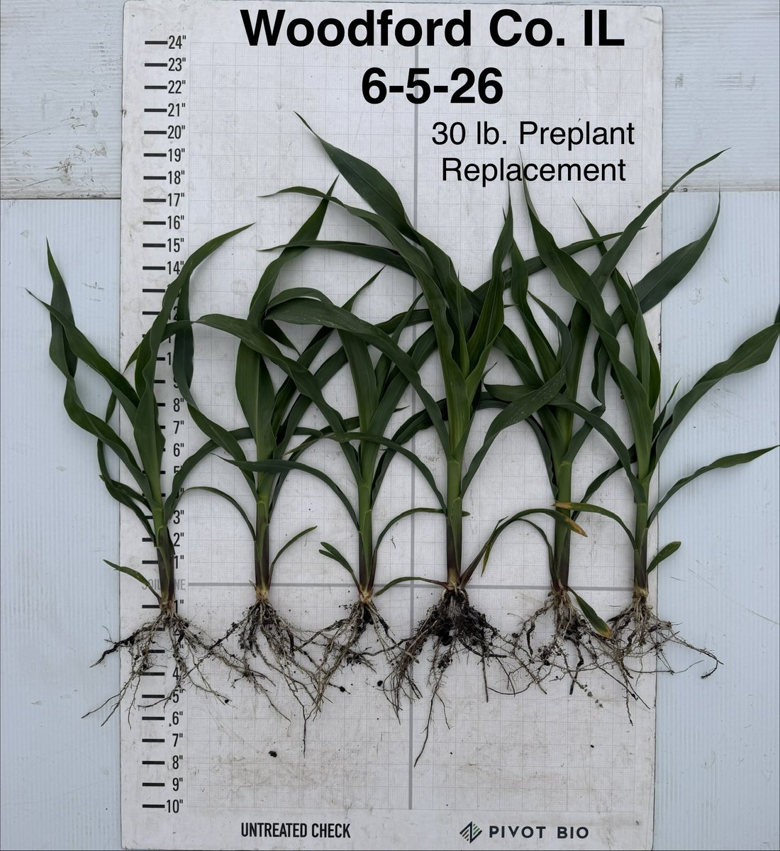 AllenP08's tweet photo. Scouting before V8 is helpful to catch limiting nutrients and if mineralization is releasing other vital nutrients. Synthetic N will be the primary N source to meet the high N demand while Pivot is supplementing N to bridge N limitations from lack of soil moisture. #G3 #Plant26 https://t.co/PQ6sp0pbjr