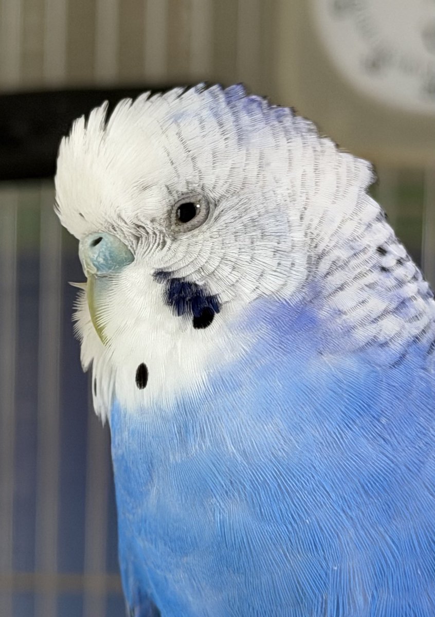 Kaedetear's tweet photo. ごきげんリラックスおネムティア🥱

(*'▽'*)だんだん睡魔に負けティアね

🦜…
🦜……
🦜………💤

＃セキセイインコ https://t.co/FNz7L26cSQ