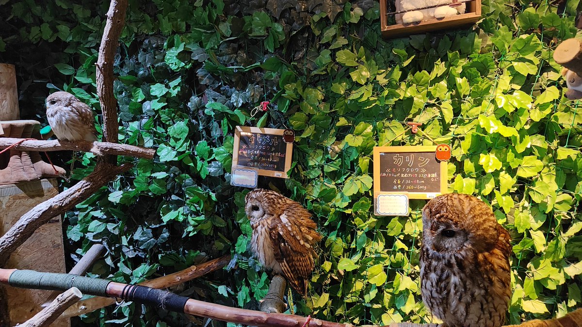 Unknown_Y's tweet photo. フクロウカフェ行ってきた https://t.co/meru5hngYU