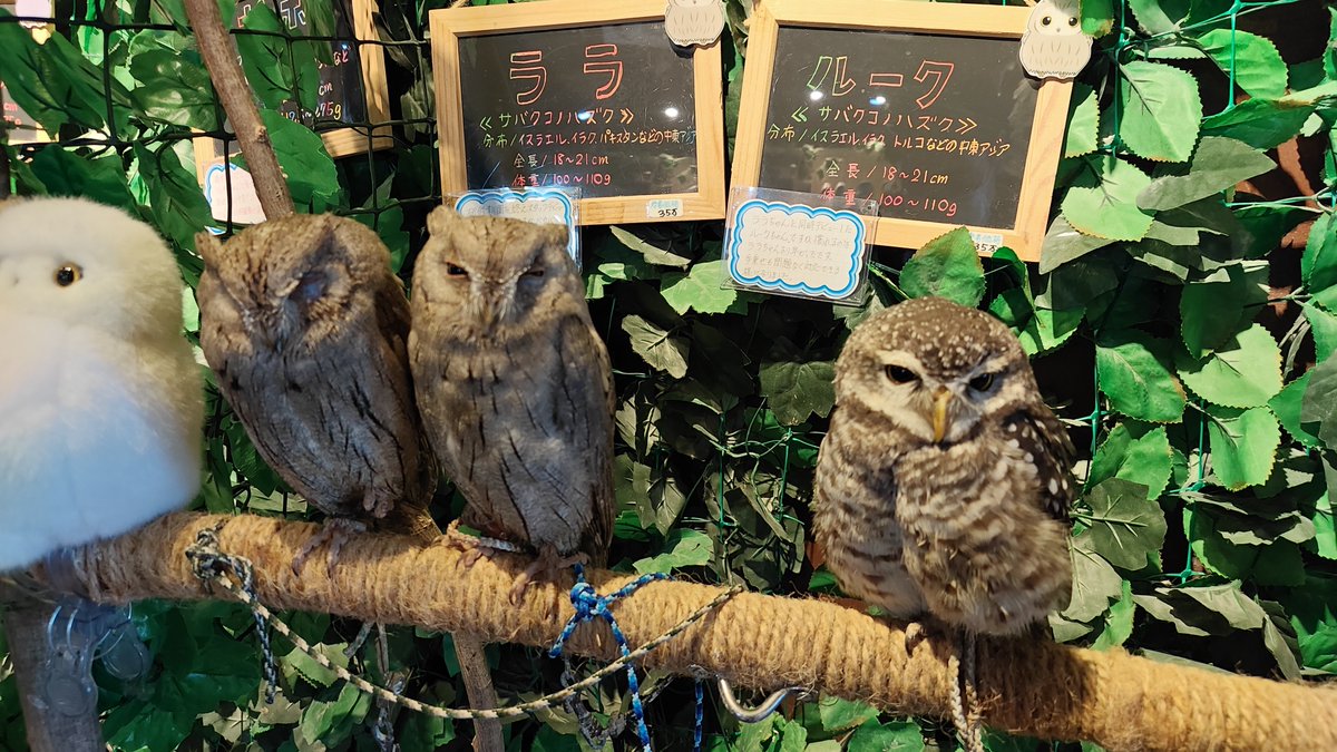 Unknown_Y's tweet photo. フクロウカフェ行ってきた https://t.co/meru5hngYU
