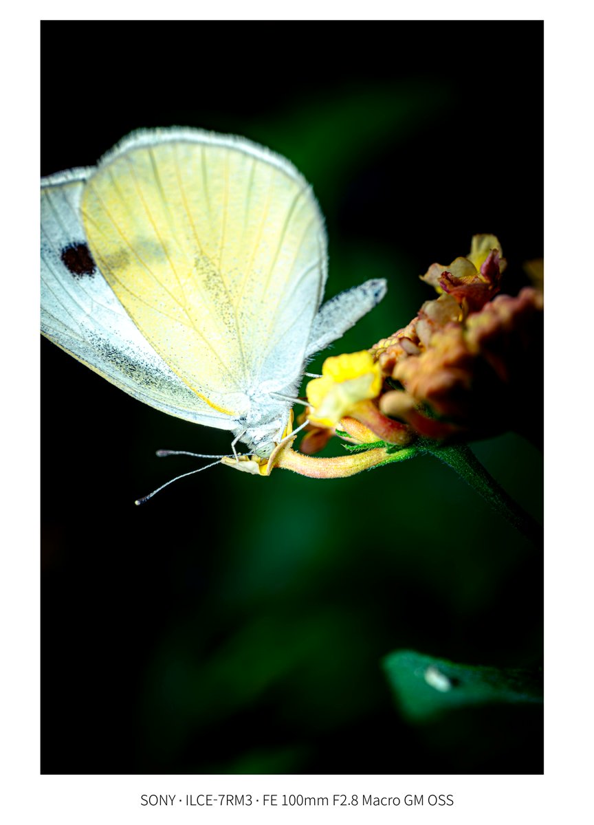 AMashiro126's tweet photo. 100 macro GM 작례 https://t.co/NZHd78Rumm